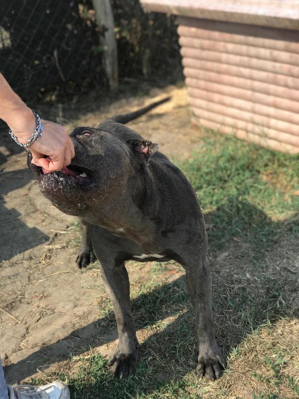 Bambacione, il nome adatto a lui, molosso Foto 2